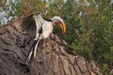 Yellow-billed Hornbill - Savuti