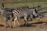 Zebra - Moremi