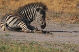 Zebra - Moremi