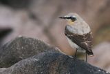 Wheatear, Balcomie Bay, Fife