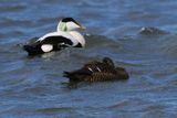 Eiders, Balcomie Bay, Fife