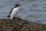 Guillemot, Balcomie Bay, Fife