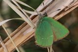 Green Hairstreak, Carman Muir
