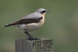 Wheatear, Lowther Hill