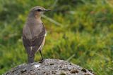 Wheatear, Lowther Hill