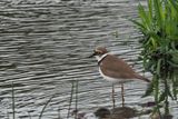 Little Ringed Plover