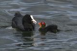 Coot, Hogganfield Loch-Glasgow