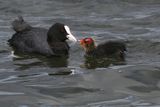 Coot, Hogganfield Loch-Glasgow