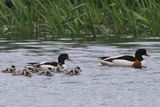 Shelduck, Endrick Water, Loch Lomond NNR