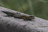 Common Lizard, Flanders Moss