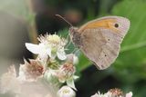 Meadow Brown, Brookhouse, S Yorkshire