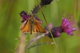 Small Skipper, Douglas West