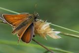 Small Skipper, Douglas West