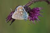 Common Blue, Douglas West