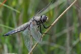 Four Spotted Chaser, RSPB Loch Lomond