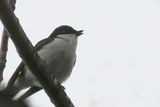 Pied Flycatcher, Ross Wood-Loch Lomond
