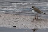 Little Ringed Plover, Endrick Water