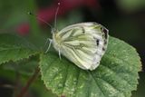 Green-veined White, RSPB Barons Haugh