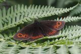 Scotch Argus, Glen Douglas