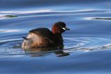Little Grebe, Hogganfield Loch, Glasgow