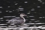 Slavonian Grebe, Garnqueen Loch
