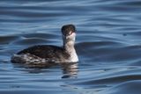 Slavonian Grebe, Hogganfield Loch, Glasgow 