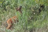 Roe Deer. RSPB Barons Haugh