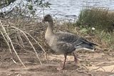 Pink-footed Goose, RSPB Loch Lomond