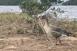 Pink-footed Goose, RSPB Loch Lomond