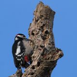 Great Spotted Woodpecker, RSPB Loch Lomond
