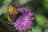 Small Copper, RSPB Loch Lomond