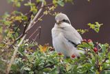 (Steppe) Great Grey Shrike, Dunbar-Lothian