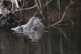 Otter (mother and kit), Endrick Water at RSPB Lpoch Lomond