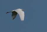 Great White Egret, RSPB Loch Lomond