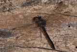 Common Darter, Carbarns