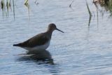 Green Sandpiper, RSPB Barons Haugh