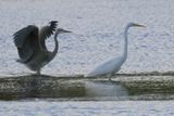 Grey Heron & Great White Egret, RSPB Barons Haugh