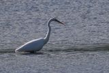 Great White Egret, RSPB Barons Haugh