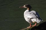 Goosander, River Clyde at Carbarns