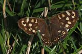 Speckled Wood, Carbarns