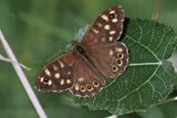 Speckled Wood, RSPB Barons Haugh