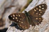 Speckled Wood, RSPB Barons Haugh
