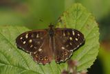 Speckled Wood, RSPB Barons Haugh