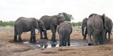 Elephant - Savuti