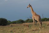 Giraffe - Savuti