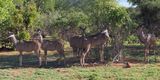 Greater Kudu - Chobe