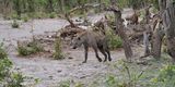 Spotted Hyena - Mabape
