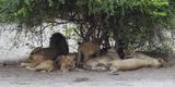 Lion - by the road from Mabape to Savuti