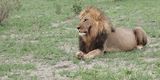 Lion - close to Savuti camp site