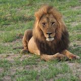 Lion - close to Savuti camp site